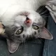 eltociear's avatar